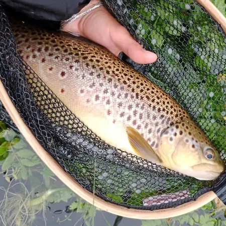 Casa Pesca Vera * Senegüé